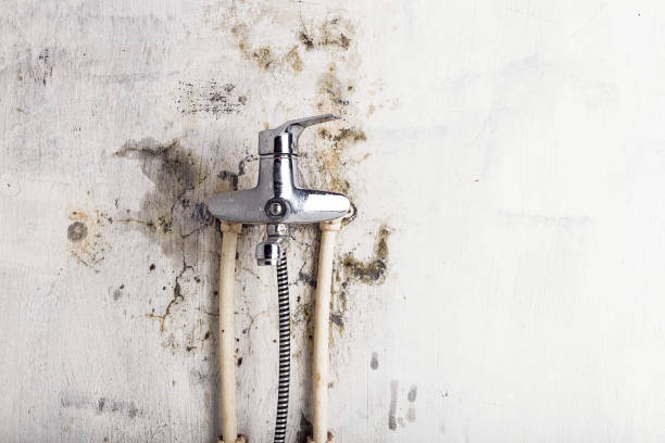 Best Certified Mold Removal  in Lyncourt, NY