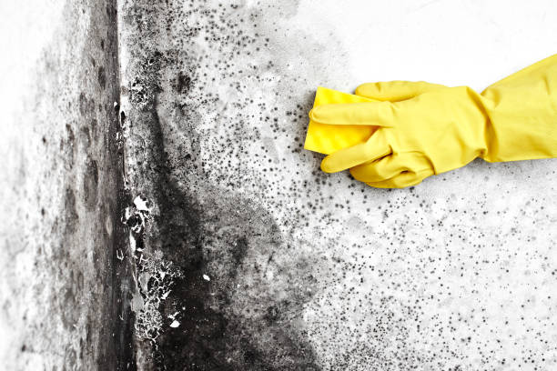 Best Mold Cleaning Services  in Lyncourt, NY