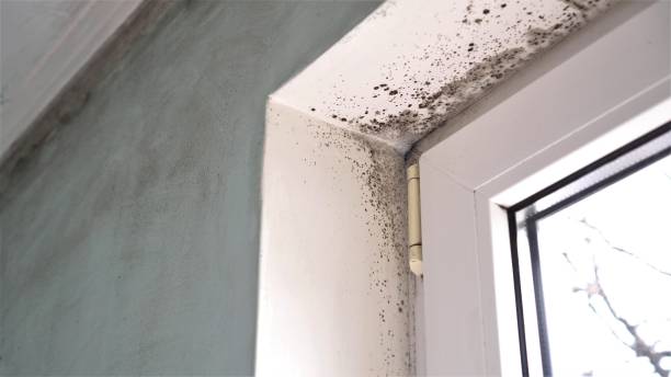 Best Office Mold Removal Services  in Lyncourt, NY