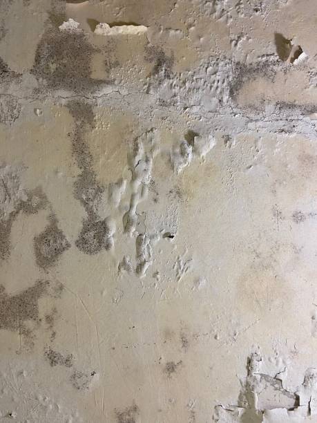 Best Same-Day Mold Removal  in Lyncourt, NY
