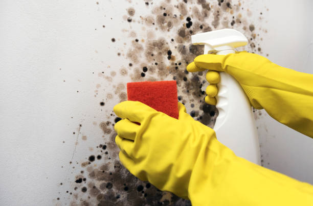 Best Emergency Mold Removal  in Lyncourt, NY