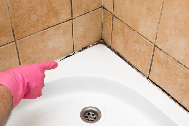 Best Mold Damage Repair  in Lyncourt, NY
